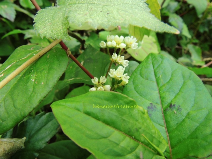 ch-knotweed-a