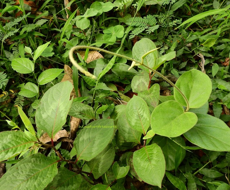 ch-knotweed-leaves
