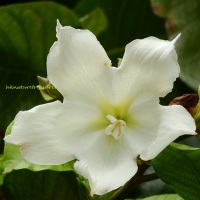 比蒙藤 / 清明花 herald's trumpet / easter lily vine (beaumontia grandiflora)
